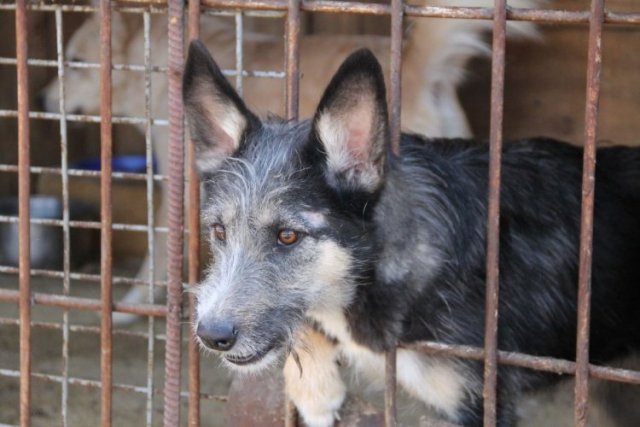 В Тынде до конца года планируется открытие приюта для животных