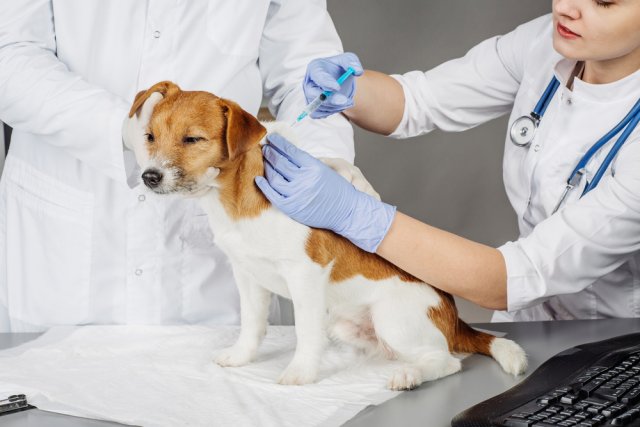 Ветеринар назвал необходимые для животных прививки к началу дачного сезона