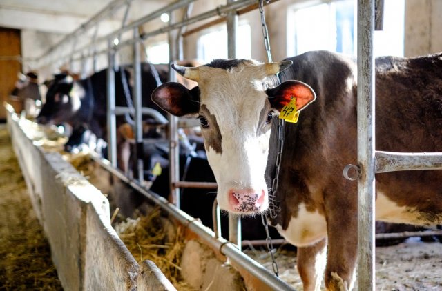 В Волгоградской области будут уничтожены коровы, заражённые бруцеллёзом