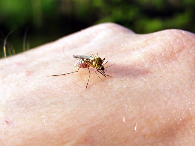 Биолог напомнил об опасности укусов насекомых для аллергиков
