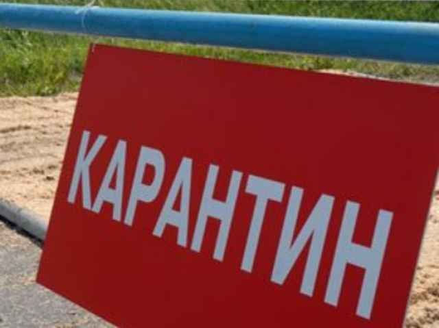 Карантин по бешенству введён в Нижегородской области