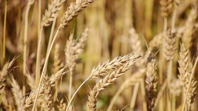 Дефицит пшеницы зафиксирован в Грузии
