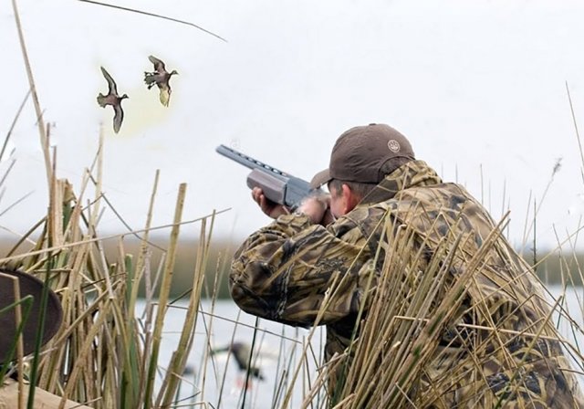 В ХМАО ввели запрет на охоту из-за вспышки АЧС