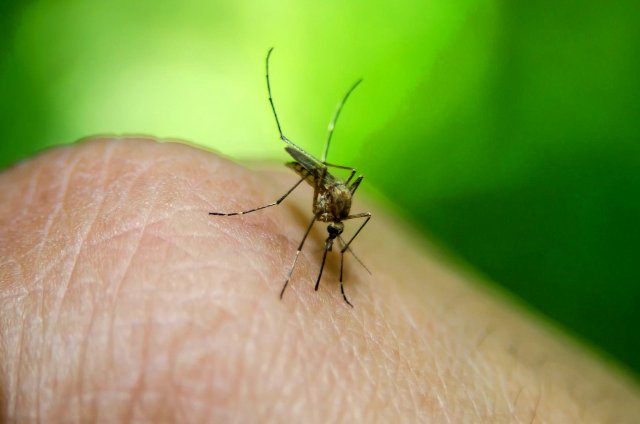 Биолог назвал средства для отпугивания комаров, клещей и мошек