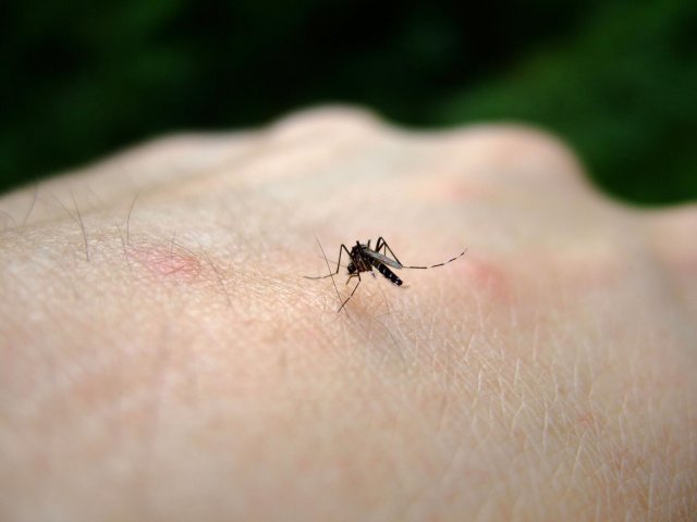 Аллерголог дала рекомендации по защите от комаров