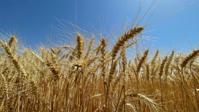 Экспорт пшеницы и ячменя на год запрещён в Грузии