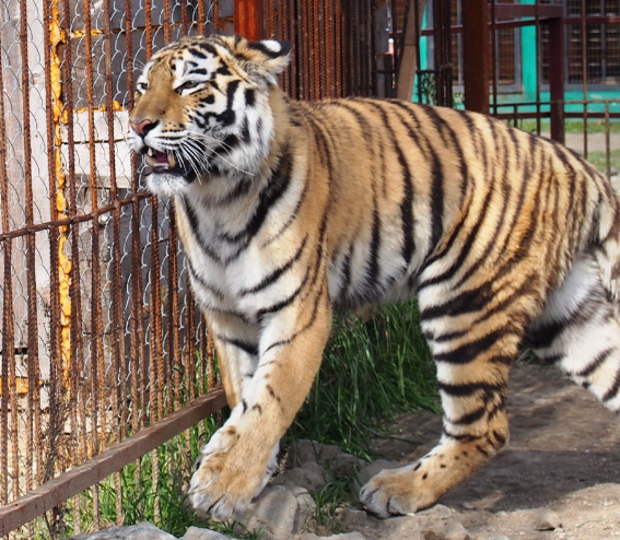 В Приморском крае будет построен центр реабилитации для диких животных