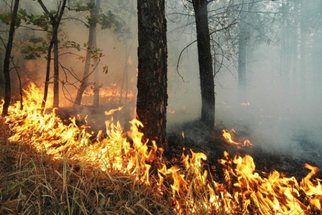 Жителей Удмуртии предупредили о высокой пожарной опасности