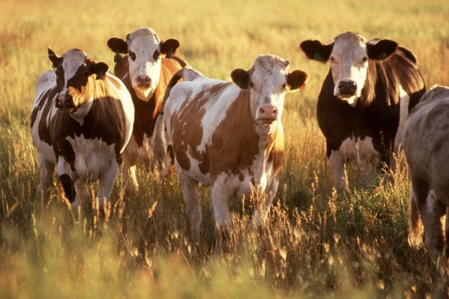 В Якутии обнаружено опасное заболевание крупного рогатого скота