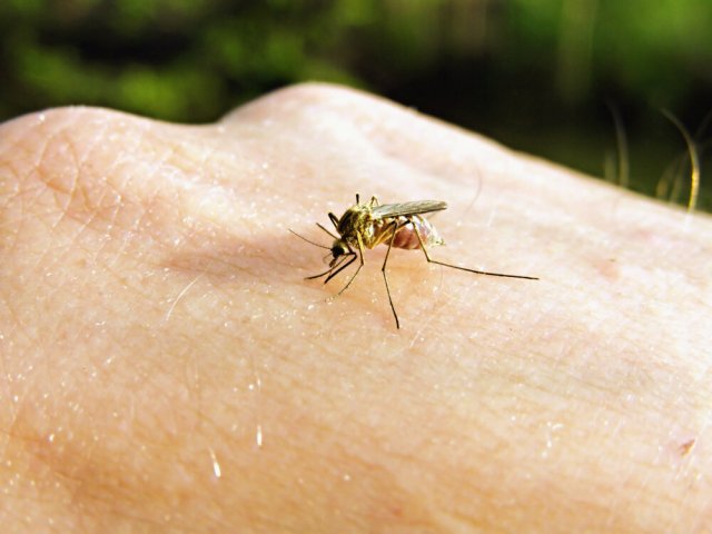 В Британии женщина скончалась после укуса комара в лоб