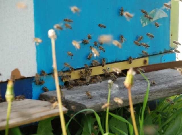 В Свердловской области за лето погибли около 70 млн пчёл