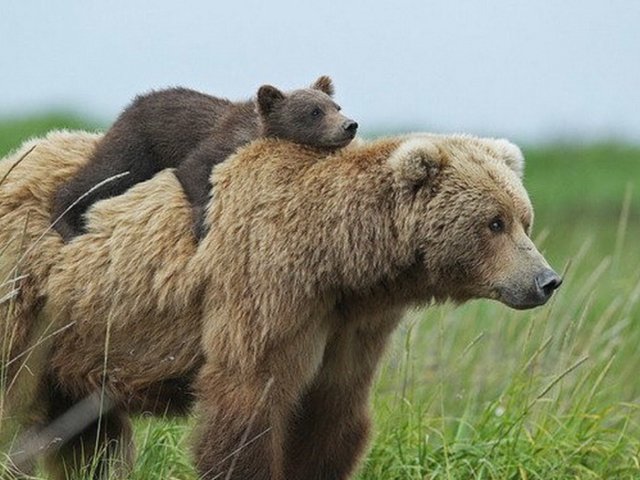 Зоологи предупредили о высокой активности медведей на Байкале