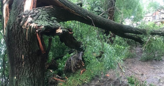На северо-востоке Москвы на мужчину упало дерево