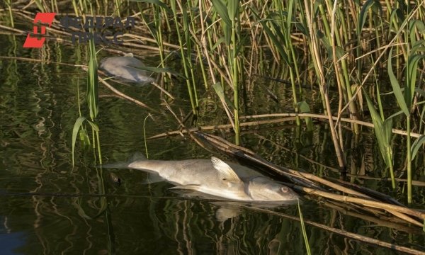 На Алтае выясняется причина массовой гибели рыбы в озере