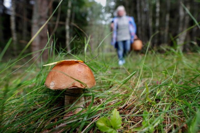 10 жителей нижегородской области отравились грибами