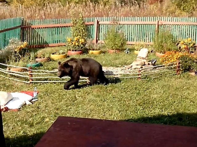 Медведя обнаружили жители Самарской области на территории дачи