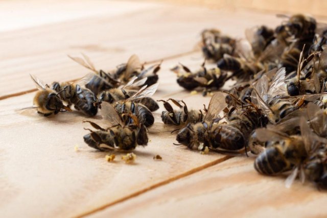 В Новосибирской области разработали план по спасению пчёл