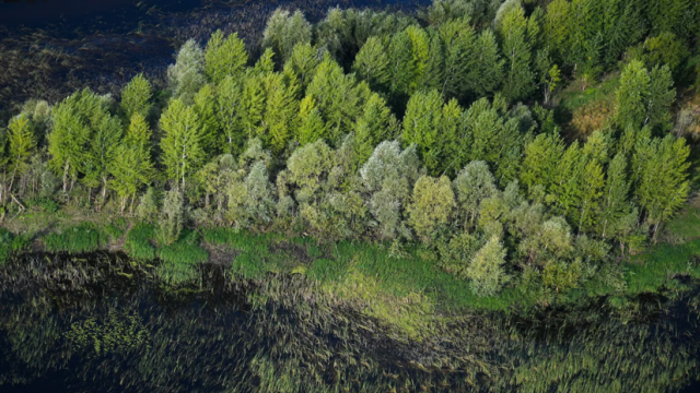 Программа восстановления лесов будет реализована в Татарстане