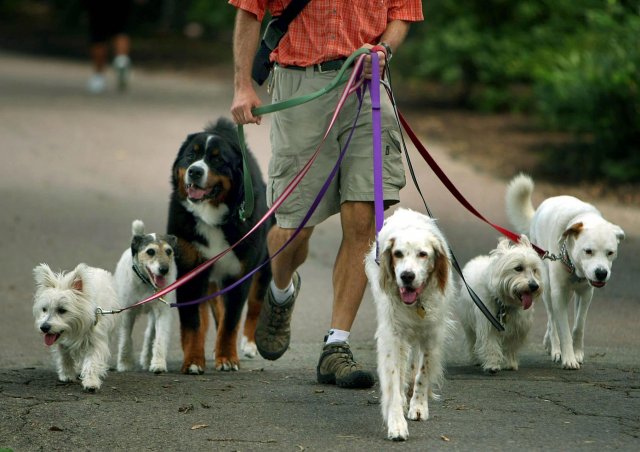В Тамбове появятся новые площадки для выгула собак