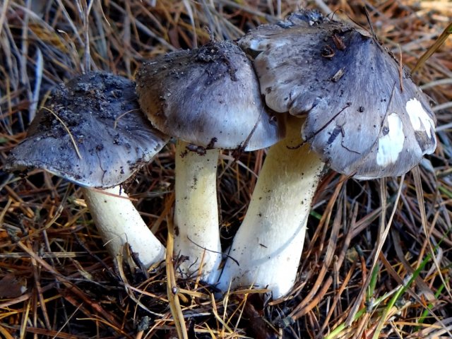 В Липецкой области местная жительница отравилась грибами