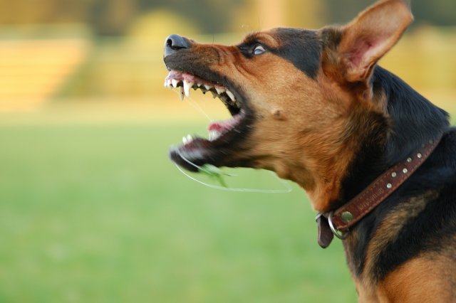 В суде разрешили требовать компенсацию за лай собак у соседей