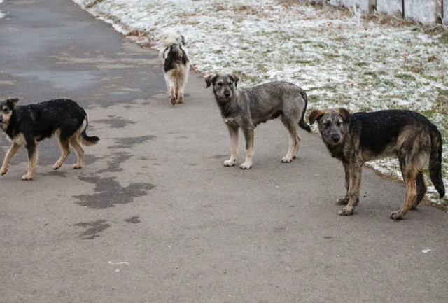 Уголовное дело после нападения собак на людей заведено в Дагестане не чиновника