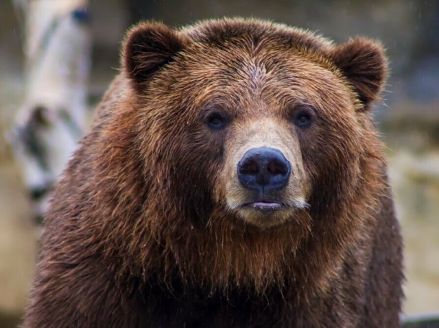 Дело возбуждено в Приамурье по факту нападения медведя на ребёнка