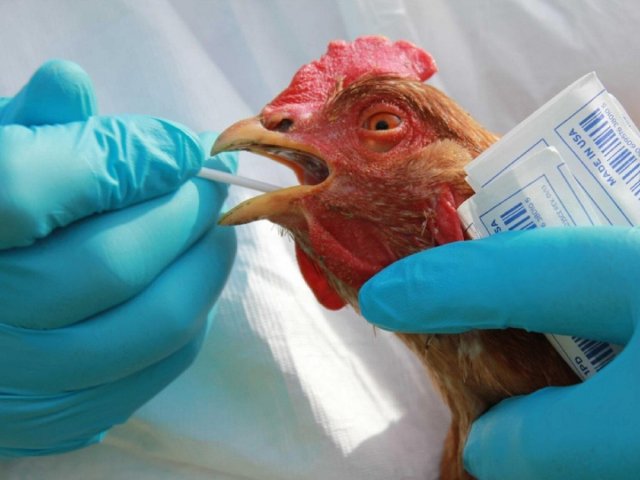В Комсомольске-на-Амуре обнаружен новый очаг птичьего гриппа
