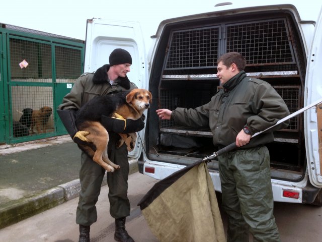 В Екатеринбурге с начала 2022 года отловили около 700 бродячих собак