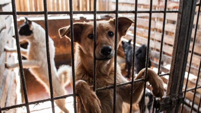 В Астрахани поступили жалобы на жестокое убийство нескольких десятков собак