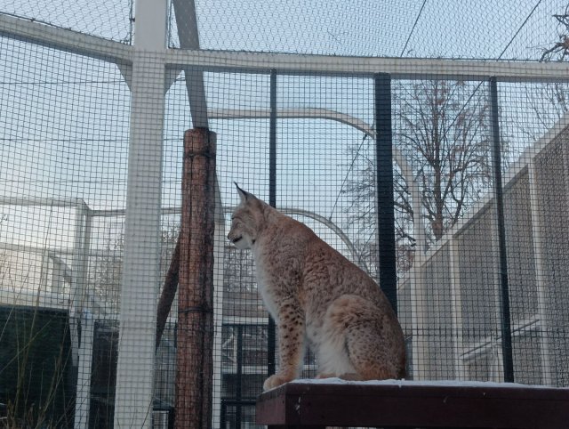 В Московском зоопарке перед новогодними выходными усидят охрану