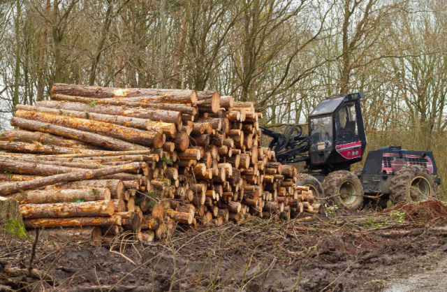 В Англии тюрьма будет грозить тем, кто занимается незаконной заготовкой дров