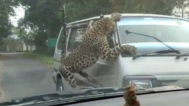 Более 10 человек пострадали в Индии в результате нападения леопарда
