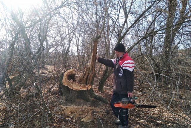 Жителя Астраханской области обвинили в незаконной вырубке деревьев