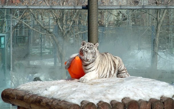 Посетителей в Московский зоопарк будут пускать за подарки для питомцев