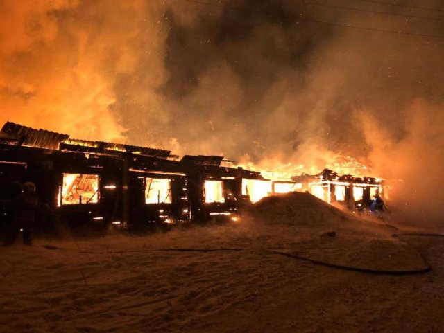 В Красноярской области в коровнике из-за пожара сгорело поголовье телят