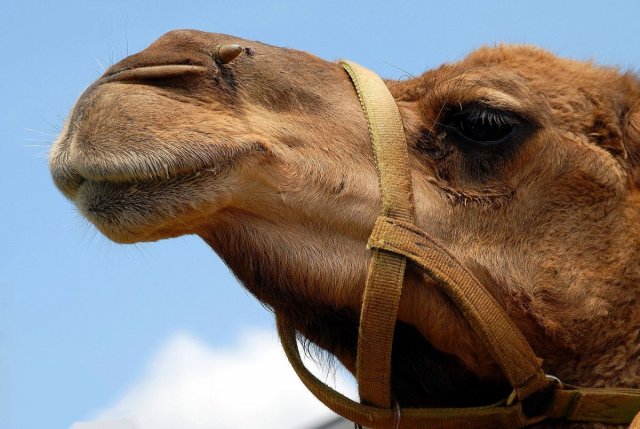 В Омской области стало известно смерти мужчины, на которого напал верблюд