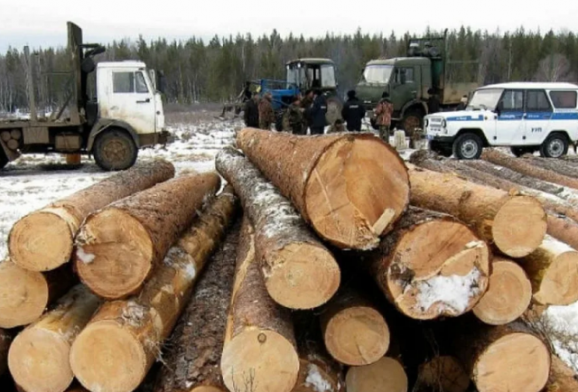 Житель Приангарья понесёт наказание за незаконную вырубку деревьев