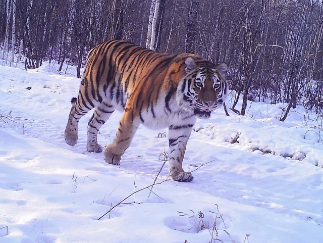 Тигр напал на табун лошадей в Хабаровском крае
