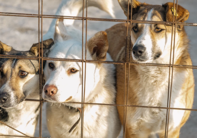 В Таганроге появится новый приют для собак