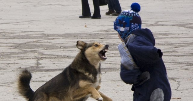 Проверка проводится в Самаре по факту нападения собак на ребёнка