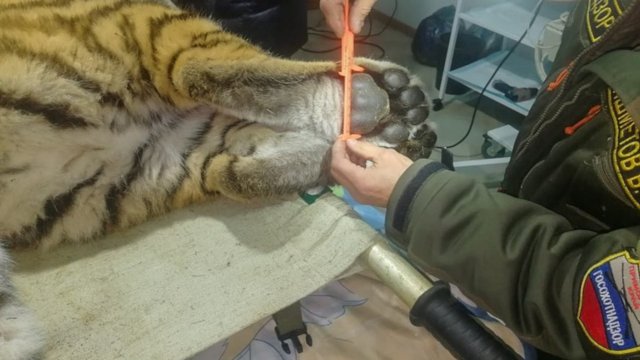 Четвёртый тигр пойман после нападения на собак в Хабаровском крае