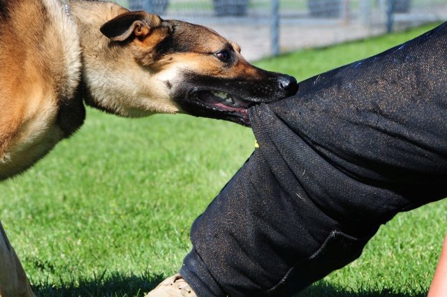 Ветеринарное управление Орла оштрафовано за халатность при нападении собак