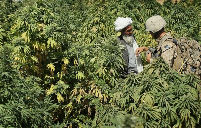 В Афганистане ввели запрет на выращивание марихуаны