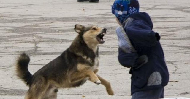 Бродячие собаки на улице Ставрополя травмировали ребёнка