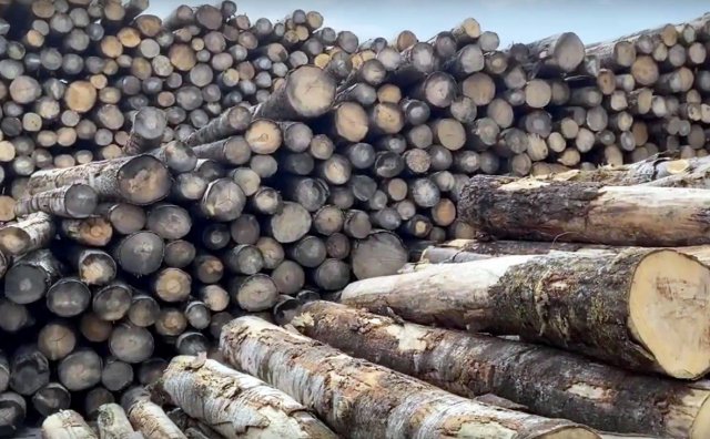 В Хабаровске местного жителя обвинили в контрабанде леса