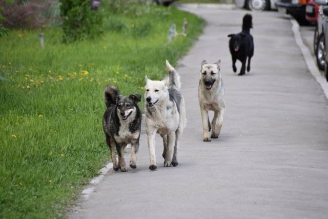 Более 10 жителей Краснодарского края пострадали от нападения собак с начала года