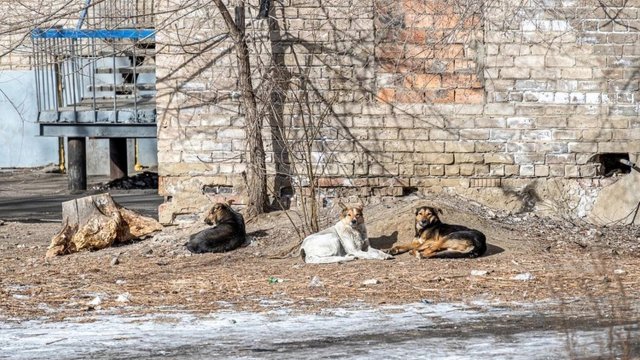Губернатор в Оренбурге поддерживает идею о пересмотре закона о бездомных животных