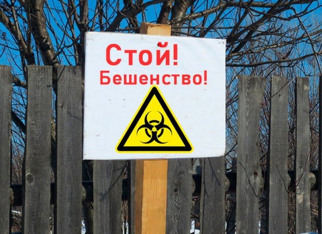 В Новосибирском поселке вводят карантин по бешенству