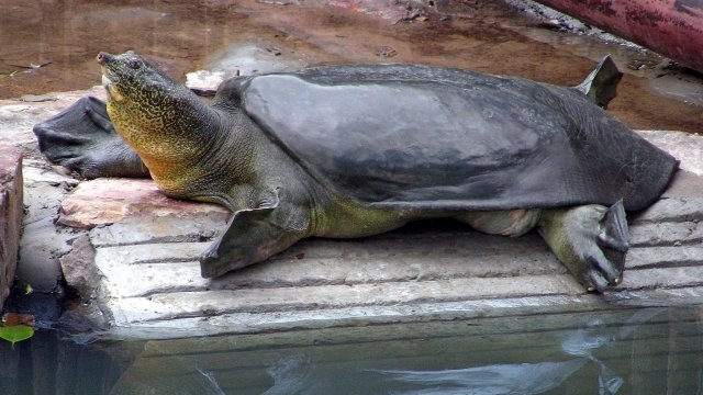 Особь редкой черепахи погибла во Вьетнаме
